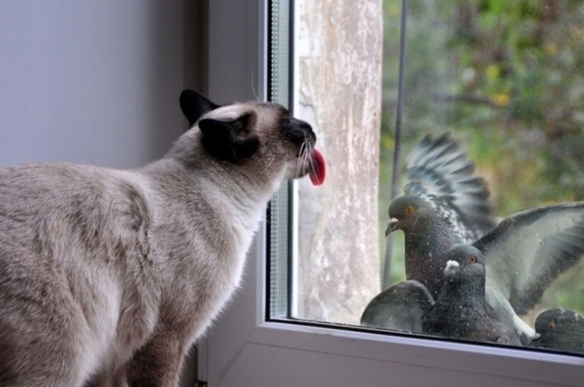 ¡25 animales que lamen ventanas y nos roban el corazón!