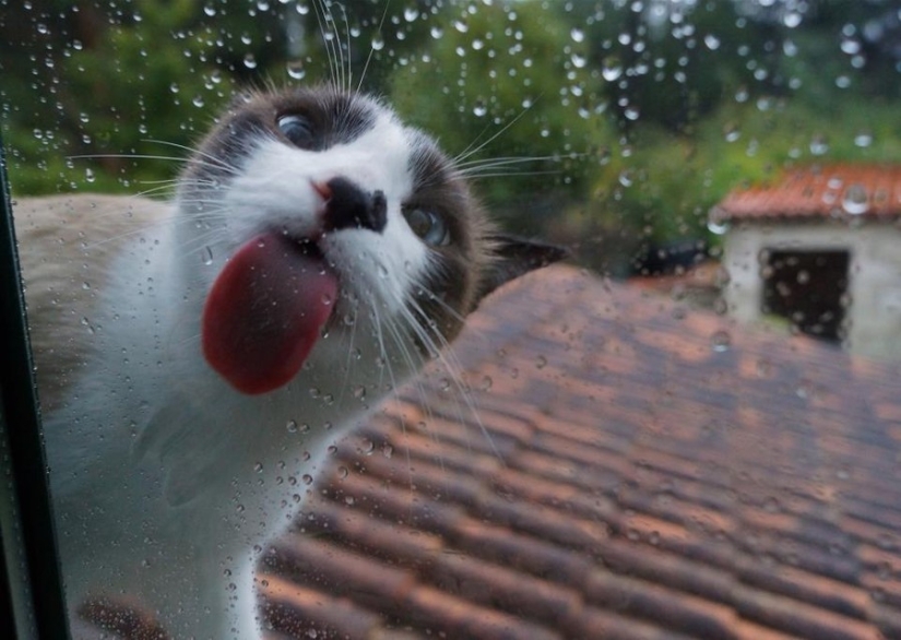¡25 animales que lamen ventanas y nos roban el corazón!