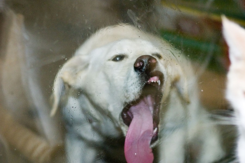 25 animals that lick windows - and steal our hearts!