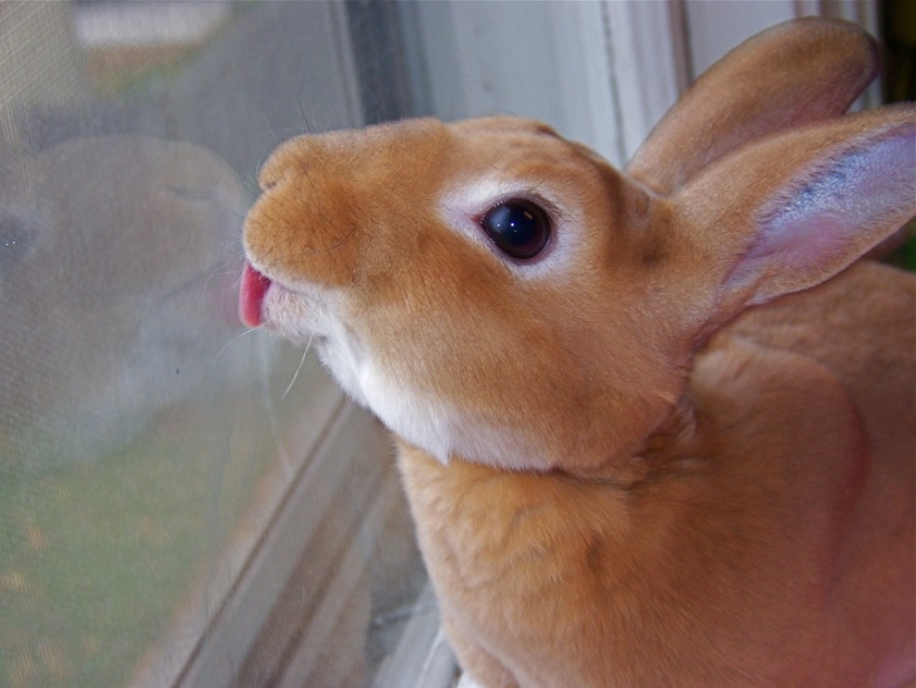 25 animals that lick windows - and steal our hearts!