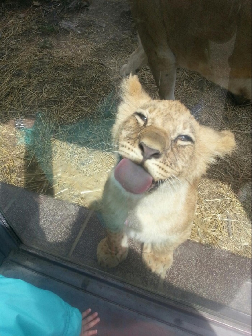 25 animals that lick windows - and steal our hearts!