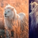 25 grandes fotos de leones del famoso fotógrafo de depredadores Simon Needham 25 grandes fotos de leones del famoso fotógrafo de depredadores Simon Needham
