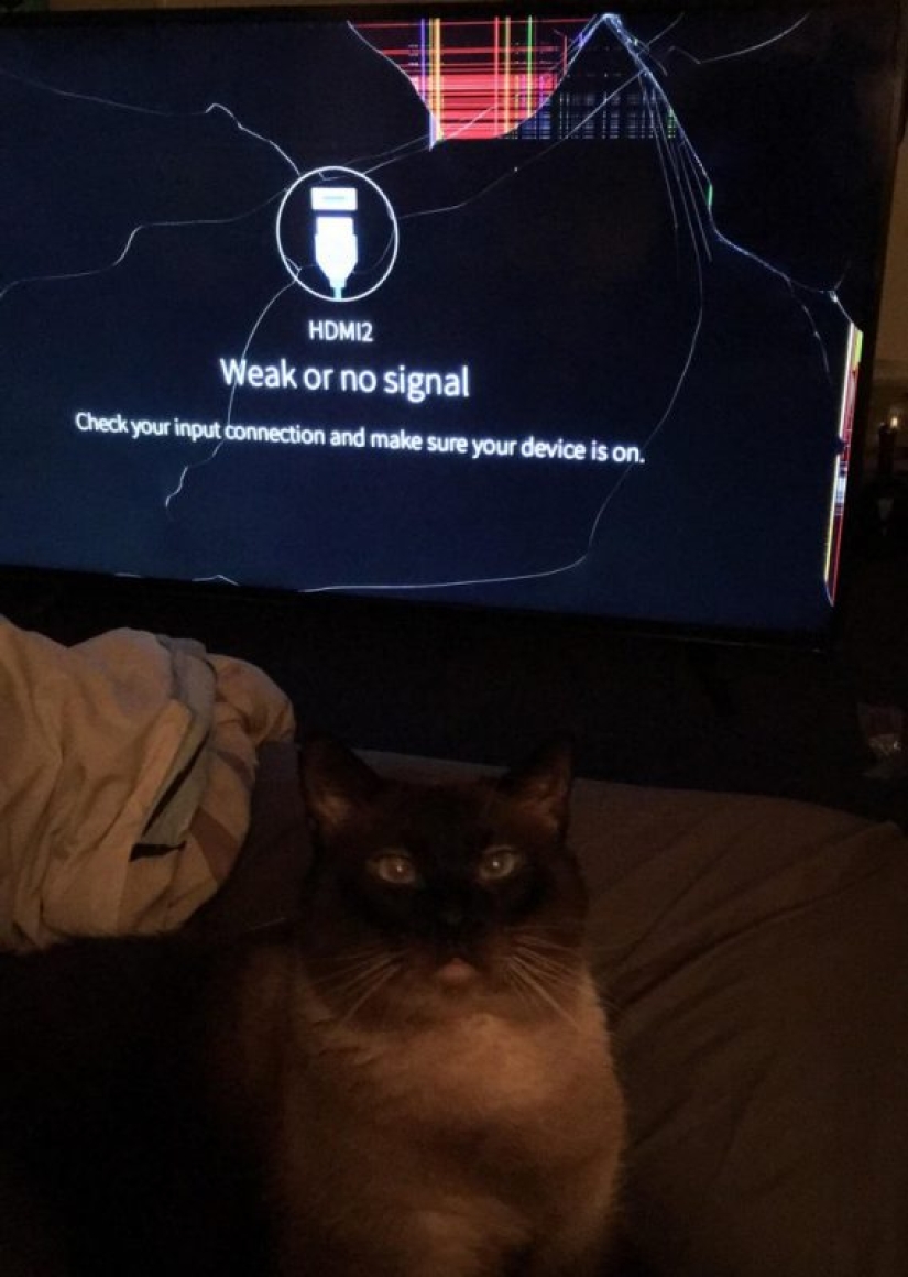 25 photos that tell of a secret life with cats 25 photos that tell of a secret life with cats
