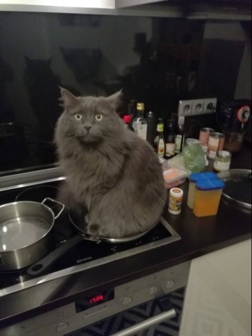 25 photos that tell of a secret life with cats 25 photos that tell of a secret life with cats