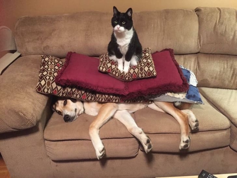 25 photos that tell of a secret life with cats 25 photos that tell of a secret life with cats