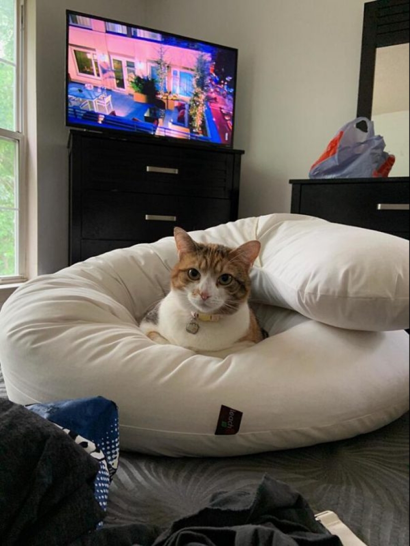 25 photos that tell of a secret life with cats 25 photos that tell of a secret life with cats