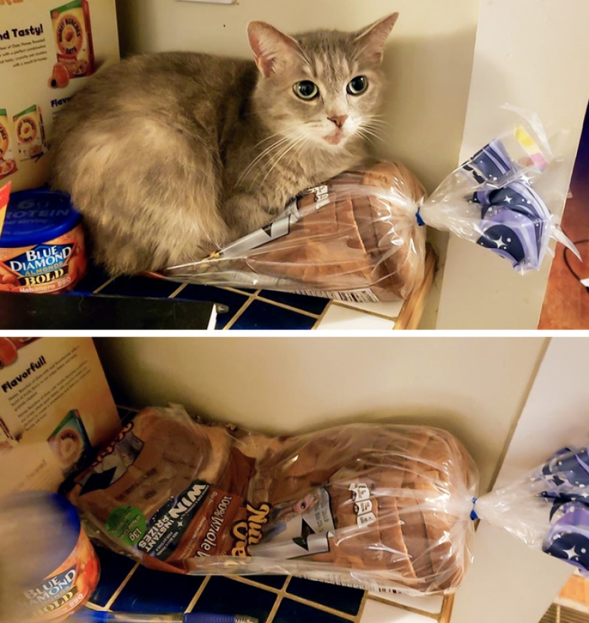25 photos that tell of a secret life with cats 25 photos that tell of a secret life with cats