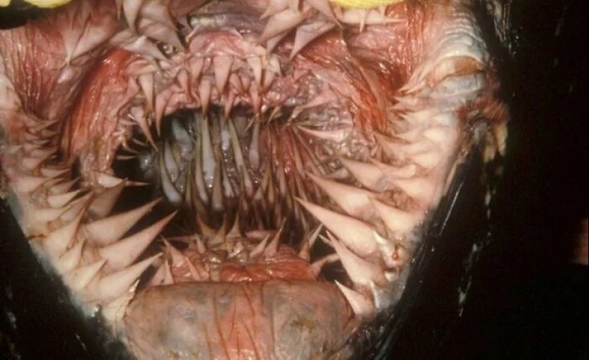 30 creepy photos that give you goosebumps 30 creepy photos that give you goosebumps