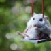 30 cute hamsters-mimimi rolls over! 30 cute hamsters-mimimi rolls over!