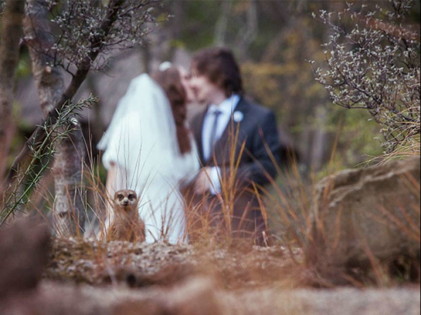 30 fotos de boda irremediablemente jodidas 30 fotos de boda irremediablemente jodidas