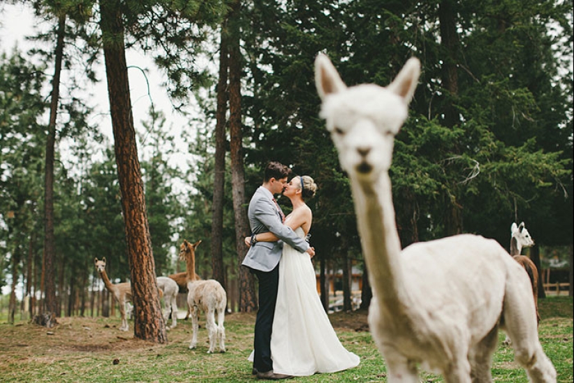 30 fotos de boda irremediablemente jodidas 30 fotos de boda irremediablemente jodidas