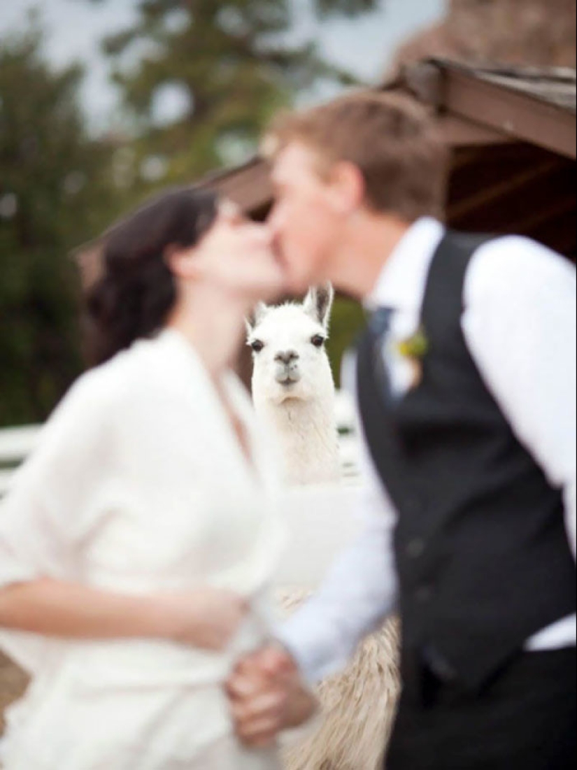 30 hopelessly screwed up wedding photos 30 hopelessly screwed up wedding photos