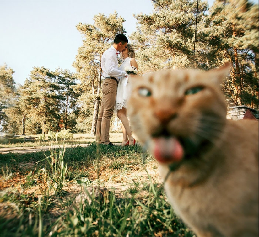 30 hopelessly screwed up wedding photos 30 hopelessly screwed up wedding photos
