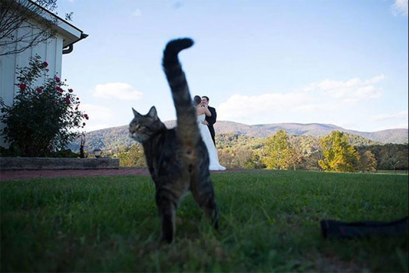 30 hopelessly screwed up wedding photos 30 hopelessly screwed up wedding photos