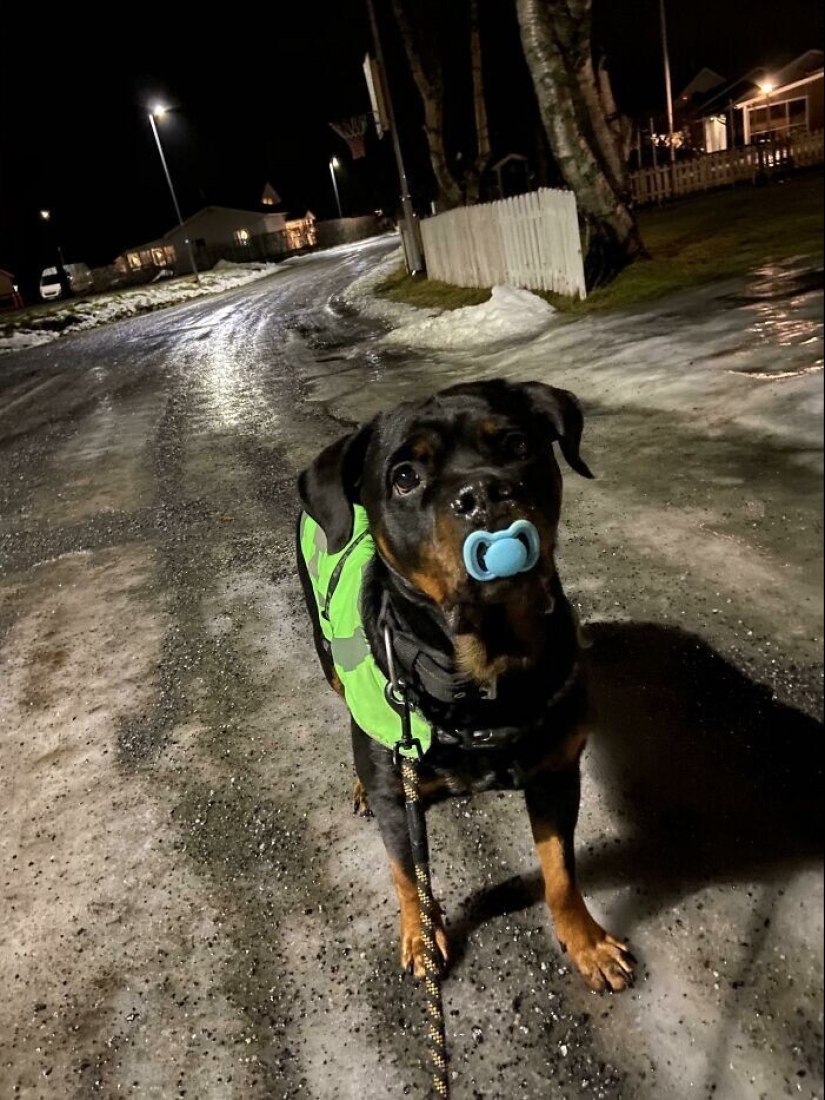 30 pets who can't live a day without their favorite toy