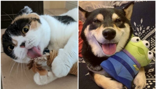 30 pets who can't live a day without their favorite toy 30 pets who can't live a day without their favorite toy