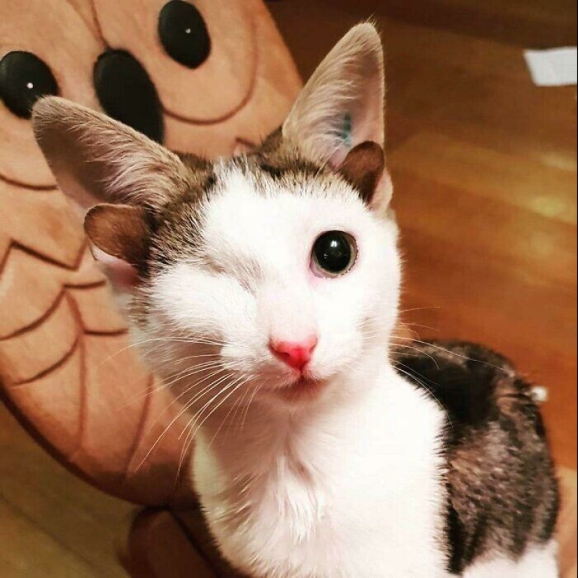 35 fotos conmovedoras de animales a los que se les ha dado una nueva vida