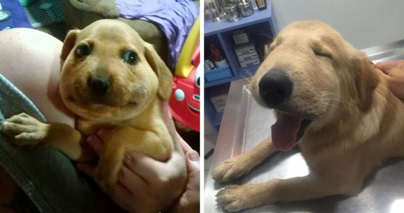 40 demonios pobres de cola que fueron mordidos por abejas 40 demonios pobres de cola que fueron mordidos por abejas