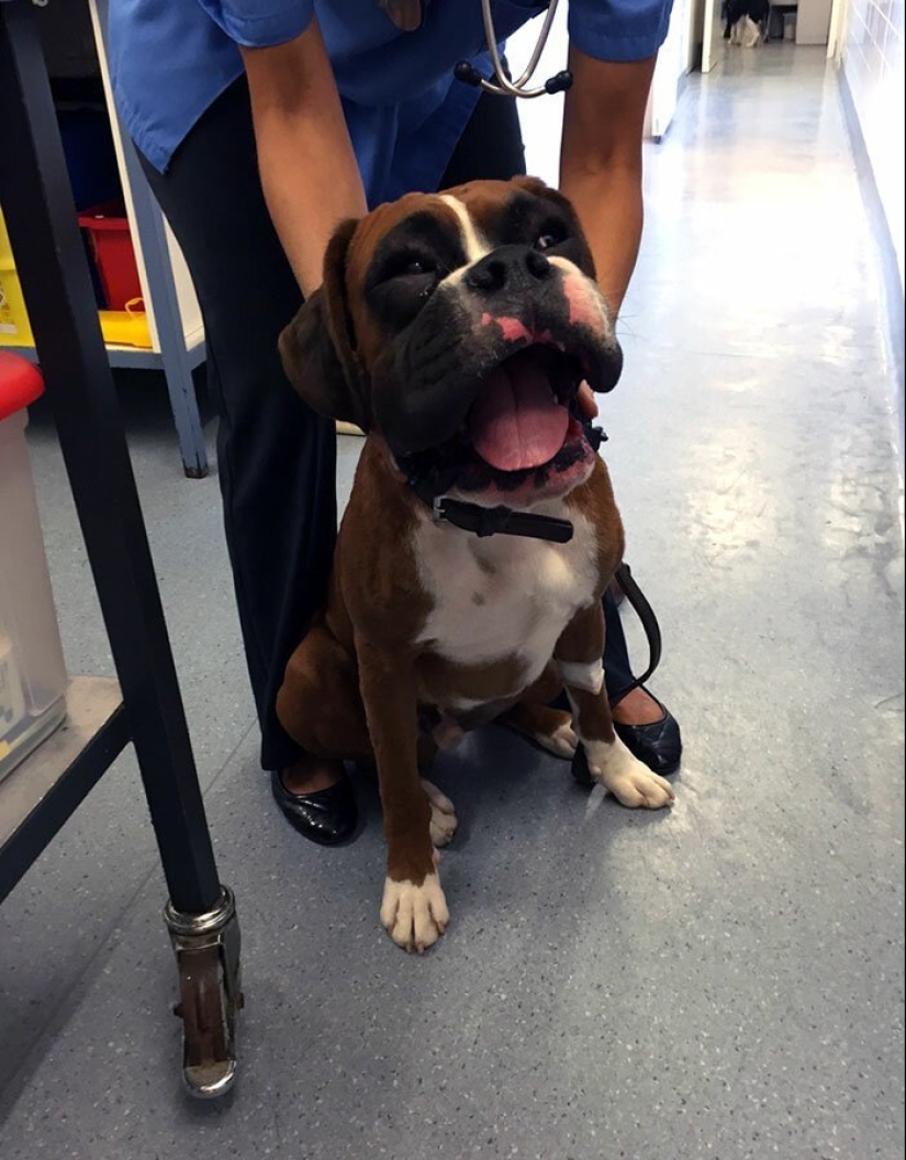 40 demonios pobres de cola que fueron mordidos por abejas 40 demonios pobres de cola que fueron mordidos por abejas