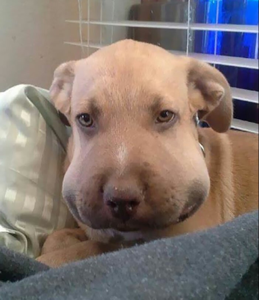 40 demonios pobres de cola que fueron mordidos por abejas 40 demonios pobres de cola que fueron mordidos por abejas