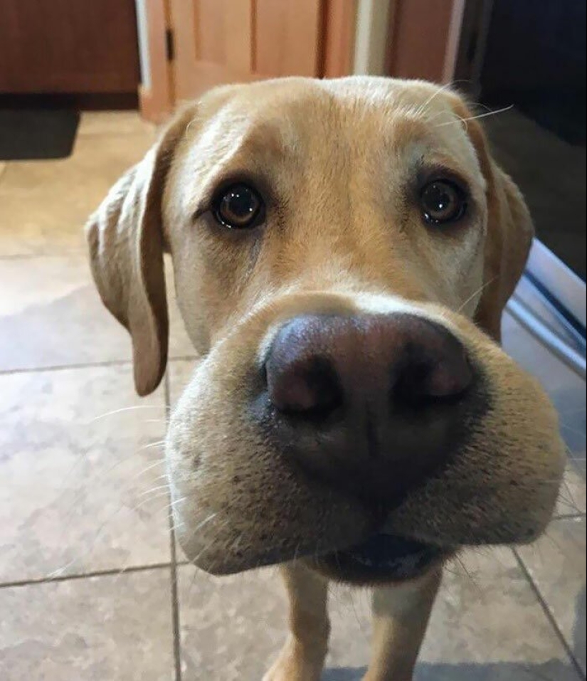 40 demonios pobres de cola que fueron mordidos por abejas 40 demonios pobres de cola que fueron mordidos por abejas