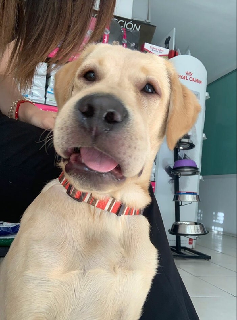 40 demonios pobres de cola que fueron mordidos por abejas 40 demonios pobres de cola que fueron mordidos por abejas