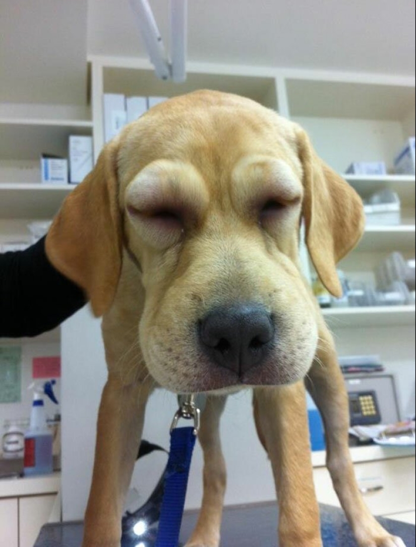 40 demonios pobres de cola que fueron mordidos por abejas 40 demonios pobres de cola que fueron mordidos por abejas