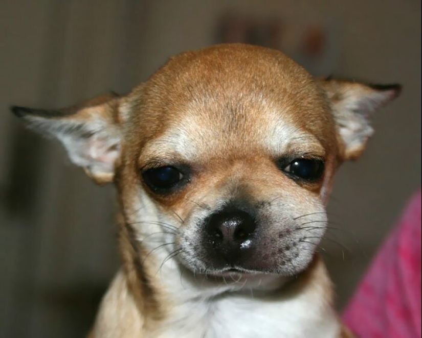 40 demonios pobres de cola que fueron mordidos por abejas 40 demonios pobres de cola que fueron mordidos por abejas