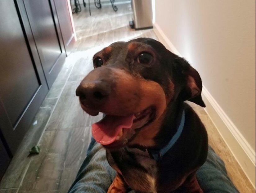 40 demonios pobres de cola que fueron mordidos por abejas 40 demonios pobres de cola que fueron mordidos por abejas