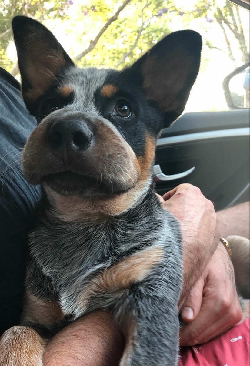 40 demonios pobres de cola que fueron mordidos por abejas 40 demonios pobres de cola que fueron mordidos por abejas