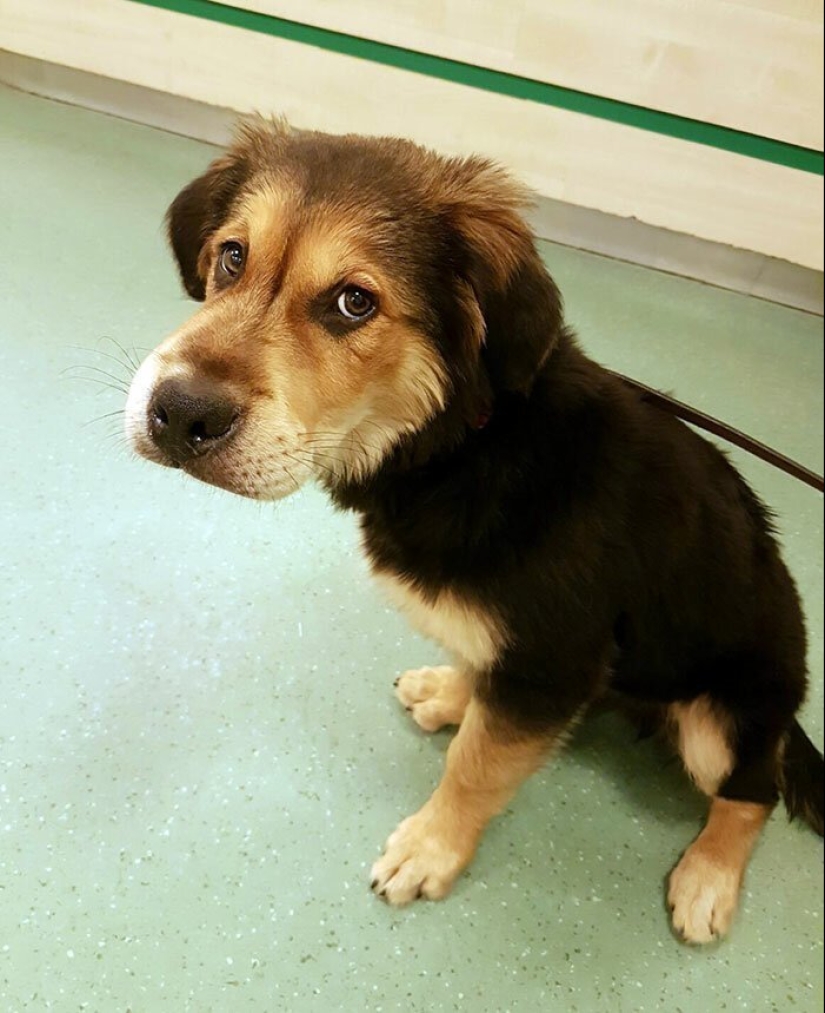 40 demonios pobres de cola que fueron mordidos por abejas 40 demonios pobres de cola que fueron mordidos por abejas