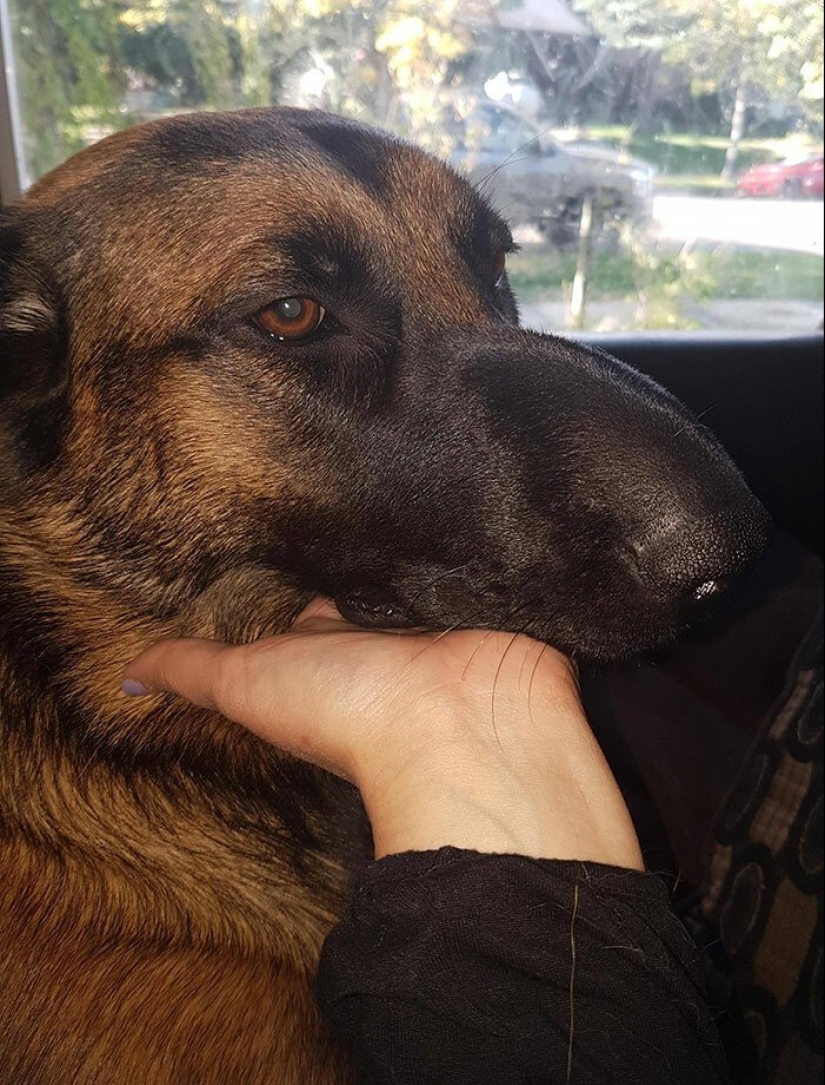 40 demonios pobres de cola que fueron mordidos por abejas 40 demonios pobres de cola que fueron mordidos por abejas