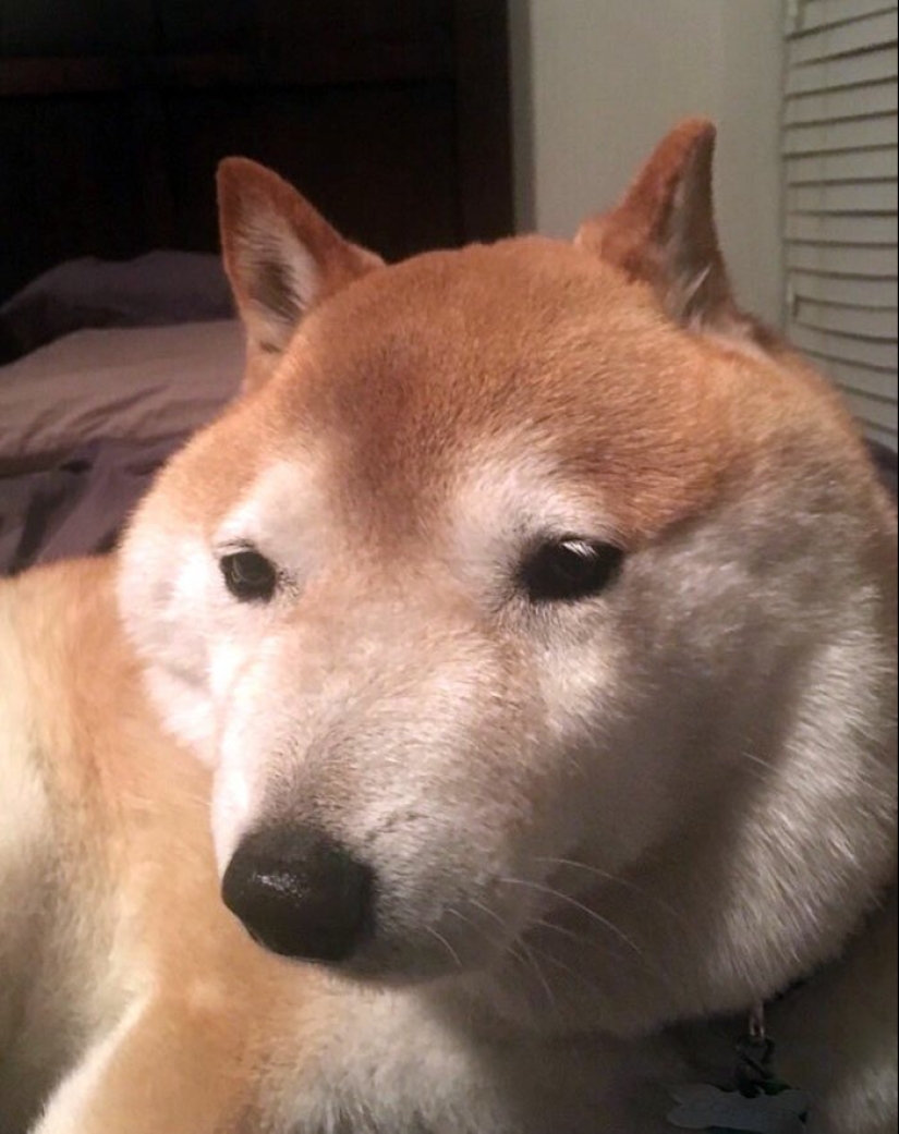 40 demonios pobres de cola que fueron mordidos por abejas 40 demonios pobres de cola que fueron mordidos por abejas