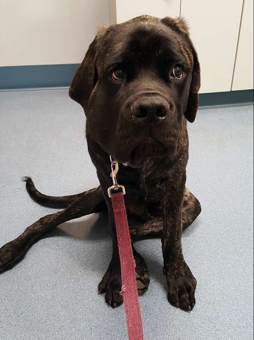 40 tailed poor devils who were bitten by bees 40 tailed poor devils who were bitten by bees