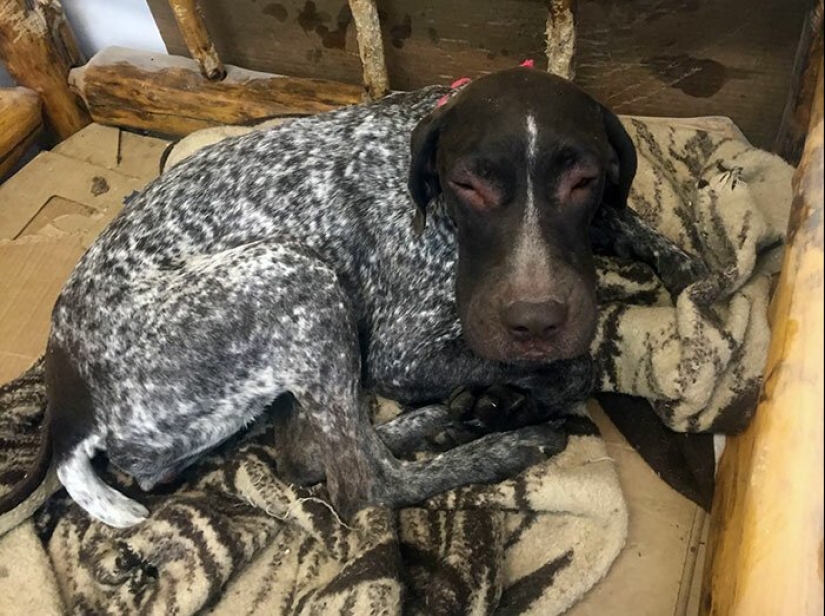 40 tailed poor devils who were bitten by bees 40 tailed poor devils who were bitten by bees