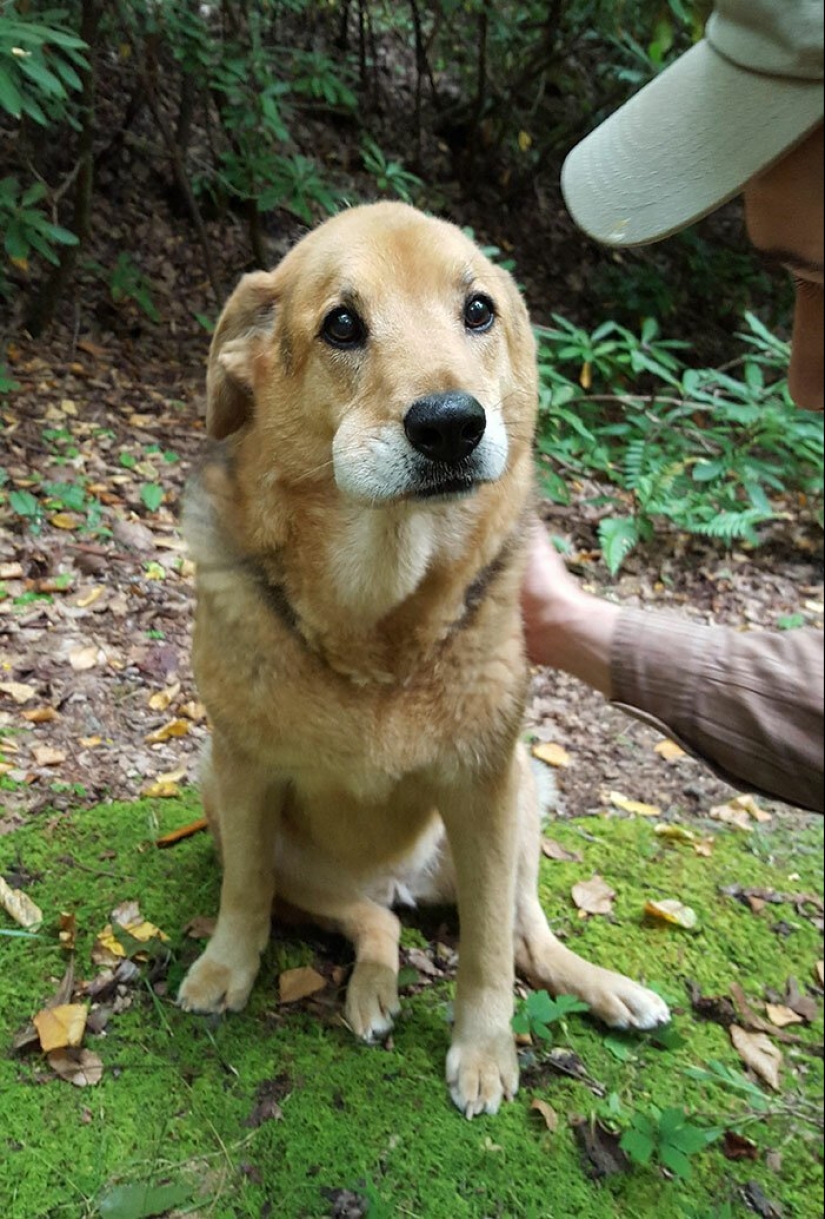40 tailed poor devils who were bitten by bees 40 tailed poor devils who were bitten by bees