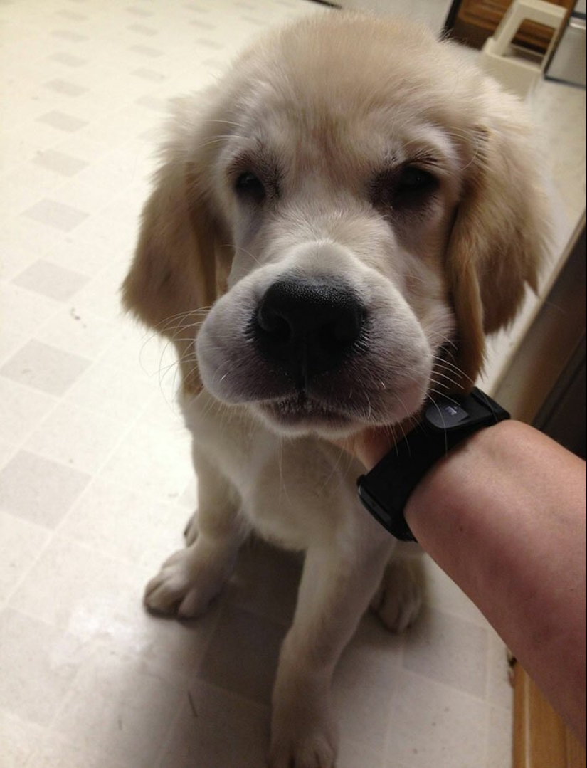 40 tailed poor devils who were bitten by bees 40 tailed poor devils who were bitten by bees