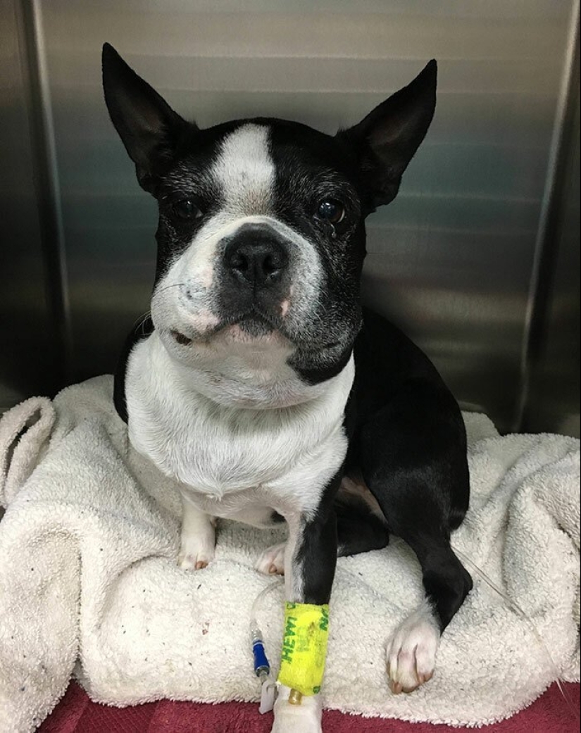 40 tailed poor devils who were bitten by bees 40 tailed poor devils who were bitten by bees