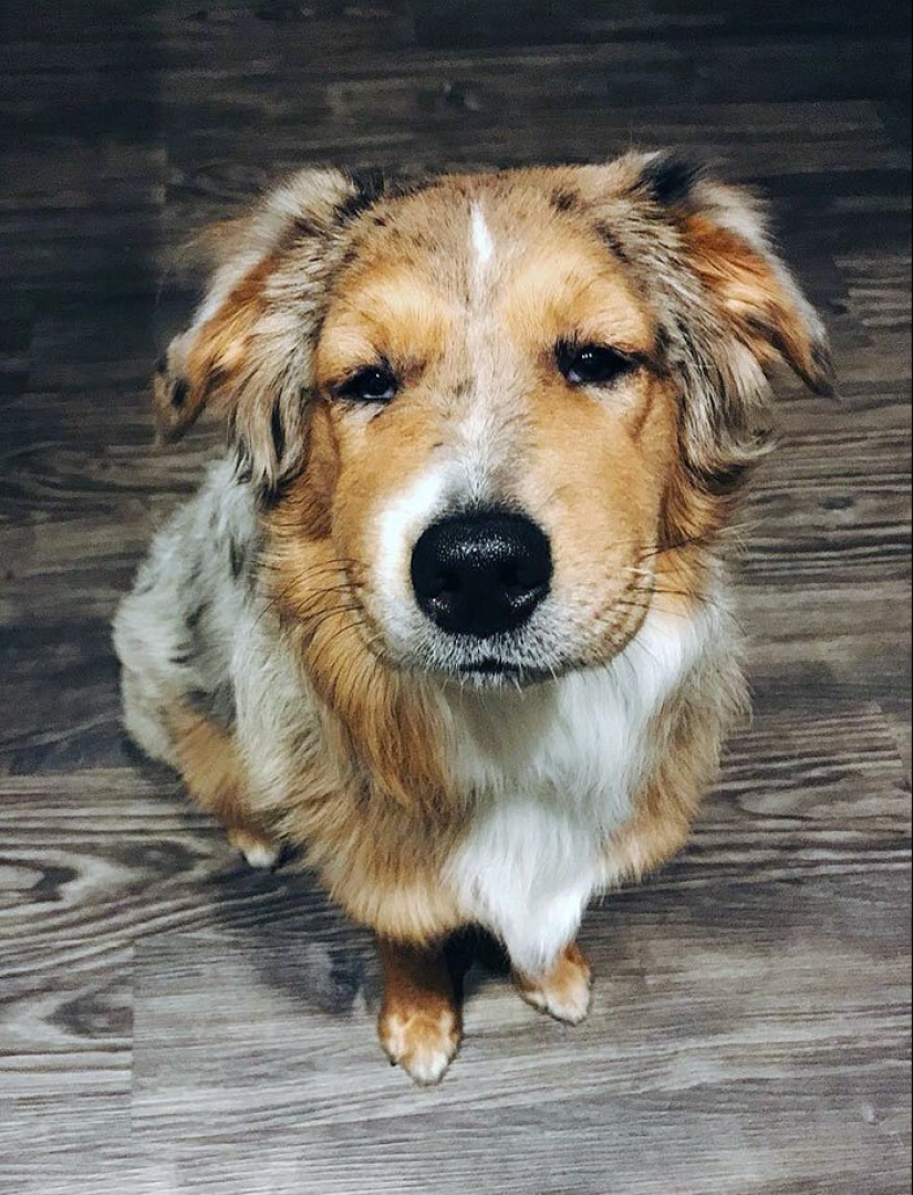 40 tailed poor devils who were bitten by bees 40 tailed poor devils who were bitten by bees