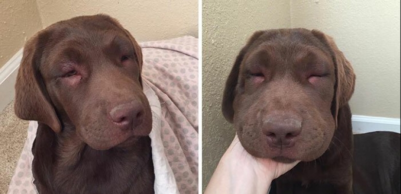 40 tailed poor devils who were bitten by bees 40 tailed poor devils who were bitten by bees