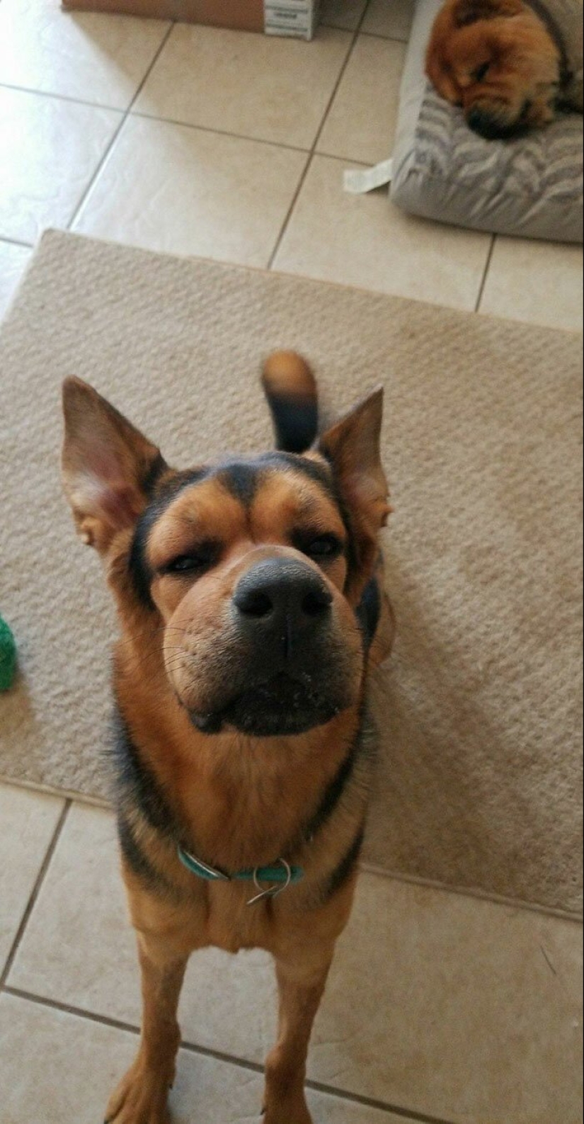 40 tailed poor devils who were bitten by bees 40 tailed poor devils who were bitten by bees