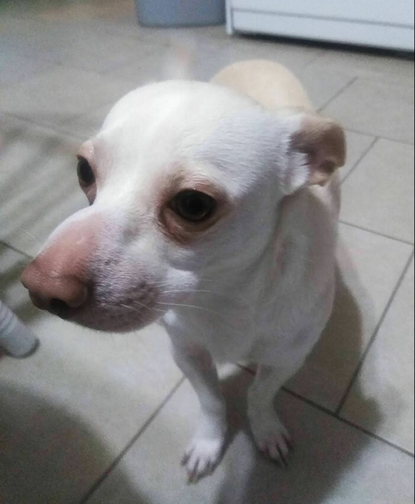 40 tailed poor devils who were bitten by bees 40 tailed poor devils who were bitten by bees