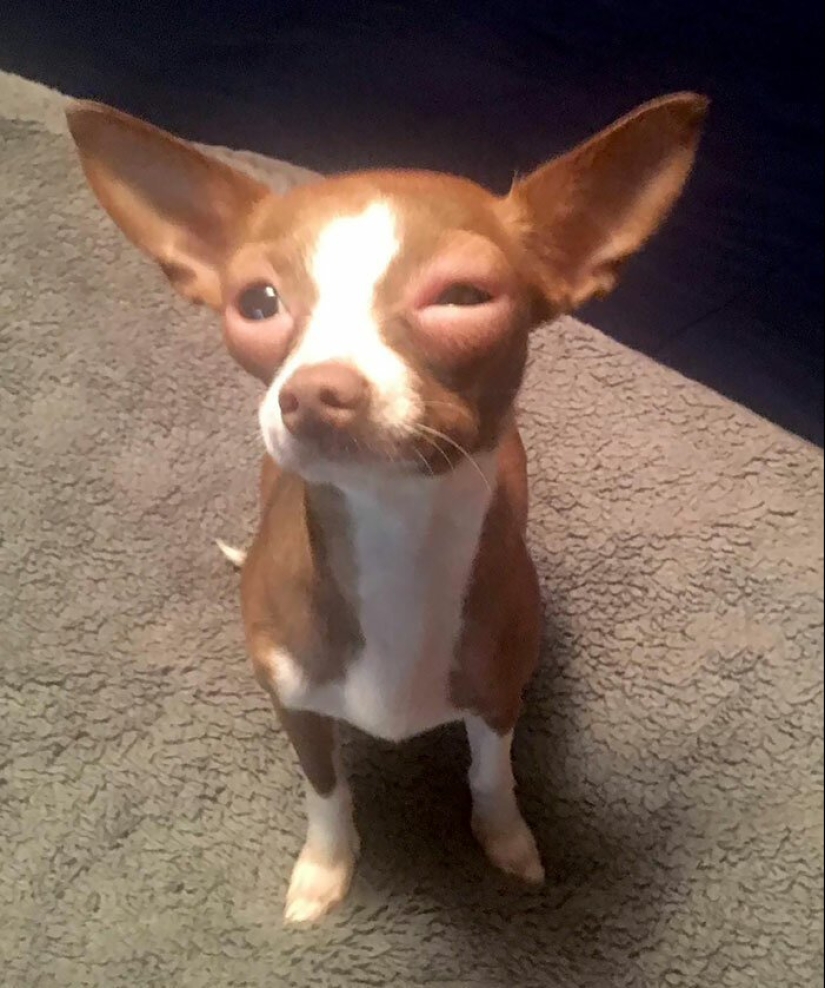 40 tailed poor devils who were bitten by bees 40 tailed poor devils who were bitten by bees