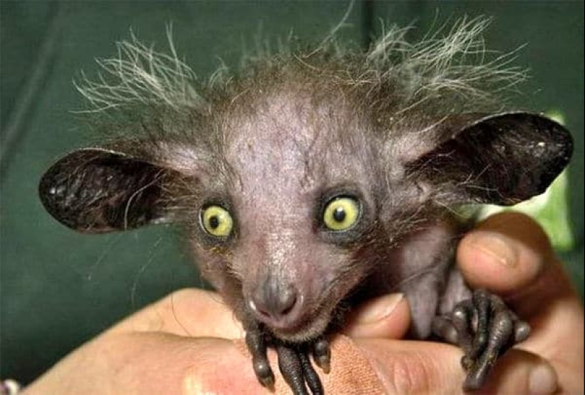 6 hechos sobre el ai-ai-un animal cuyo nombre está prohibido pronunciar