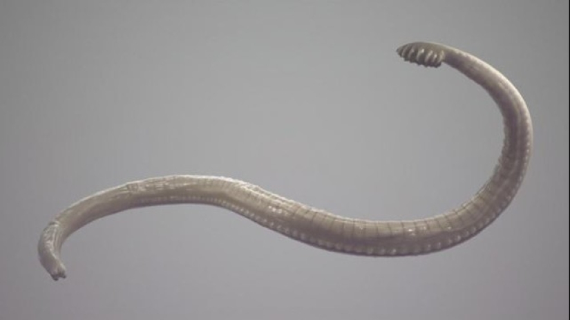 6 pequeñas criaturas capaces de causar un dolor insoportable 6 pequeñas criaturas capaces de causar un dolor insoportable