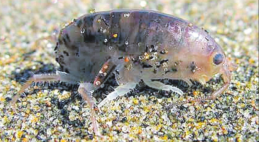 6 pequeñas criaturas capaces de causar un dolor insoportable 6 pequeñas criaturas capaces de causar un dolor insoportable