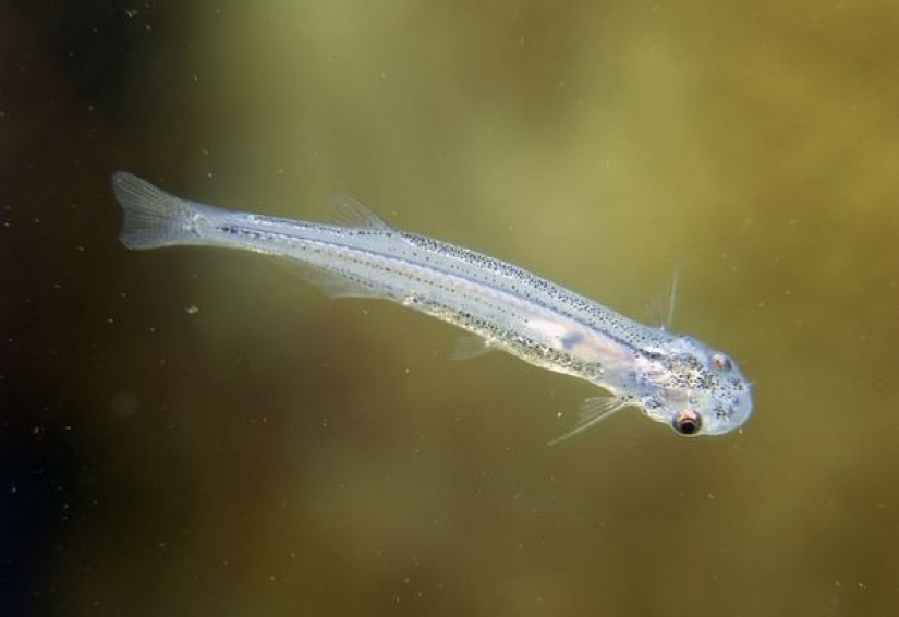 6 tiny creatures capable of causing unbearable pain 6 tiny creatures capable of causing unbearable pain