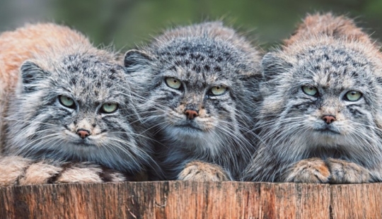 8 datos sobre manuls que cambiarán tu idea de estos gatos 8 datos sobre manuls que cambiarán tu idea de estos gatos