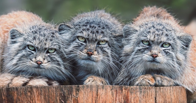 8 facts about manuls that will change your idea of these cats