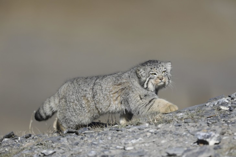 8 facts about manuls that will change your idea of these cats